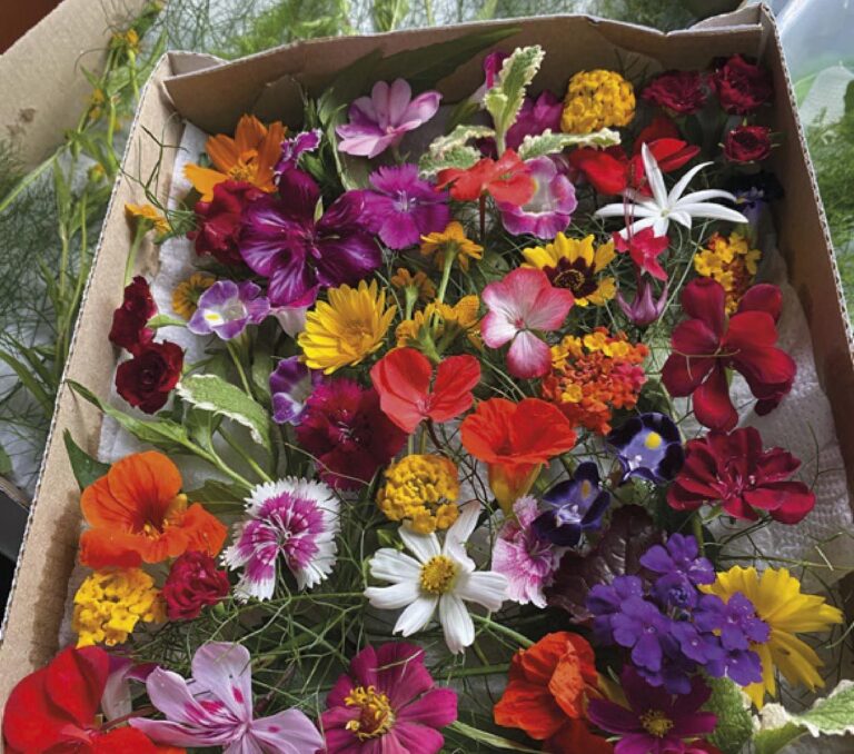 Horta Aromas — Chapecó (SC)